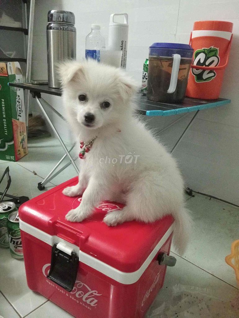 cần tìm chủ mới cho bé phốc sóc giống cái. Mua bán Chó tại Quận Sơn Trà Đà Nẵng được đăng bởi Lâm Bích hình 2