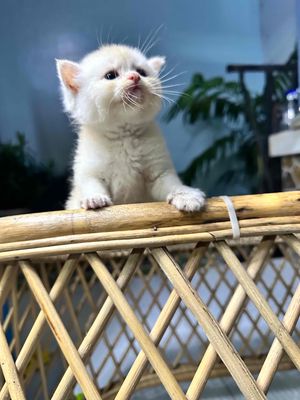mèo Gen thuần chủng,Form mẫu - Gả lẹ chứ ồn ào quá. Mua bán Mèo tại Quận 12 Tp Hồ Chí Minh được đăng bởi Ms Sa