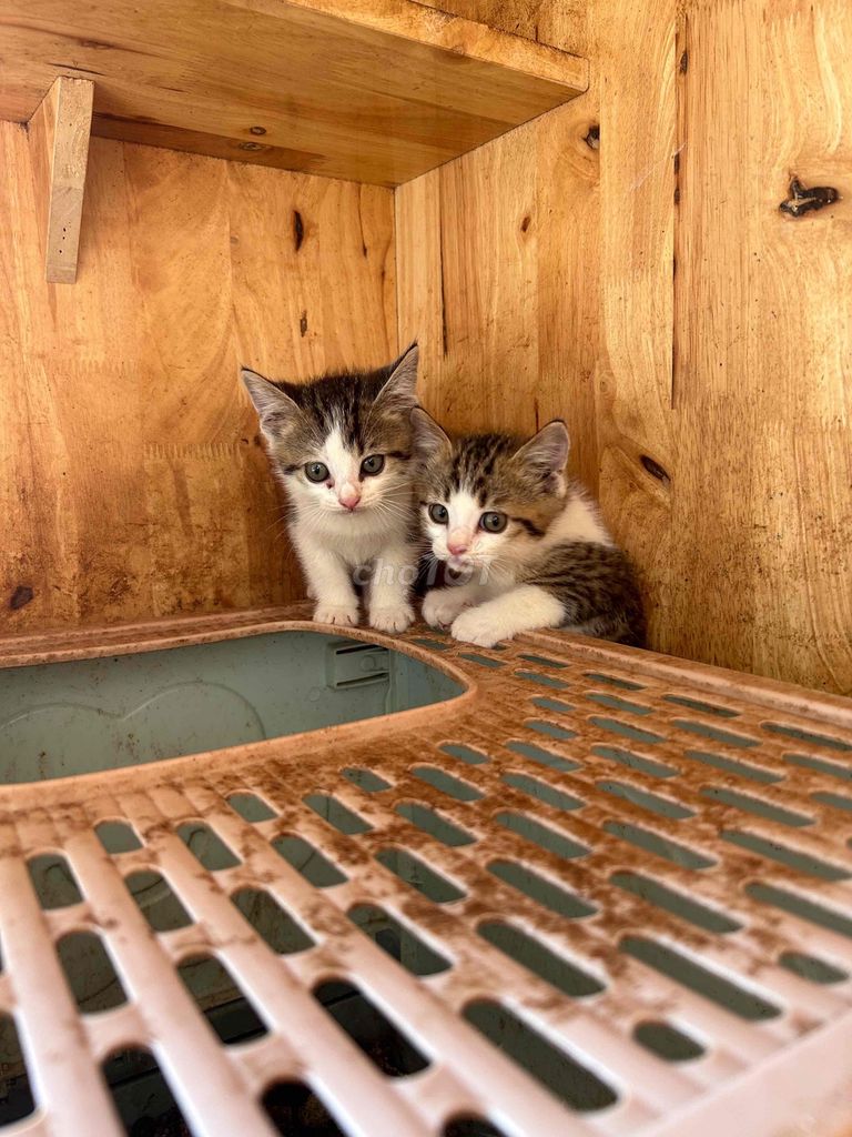 meo nha de. Mua bán Mèo tại Thị xã Bến Cát Bình Dương được đăng bởi Hieu Trân hình 1