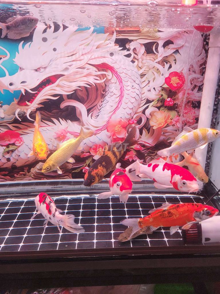Lúa mềm