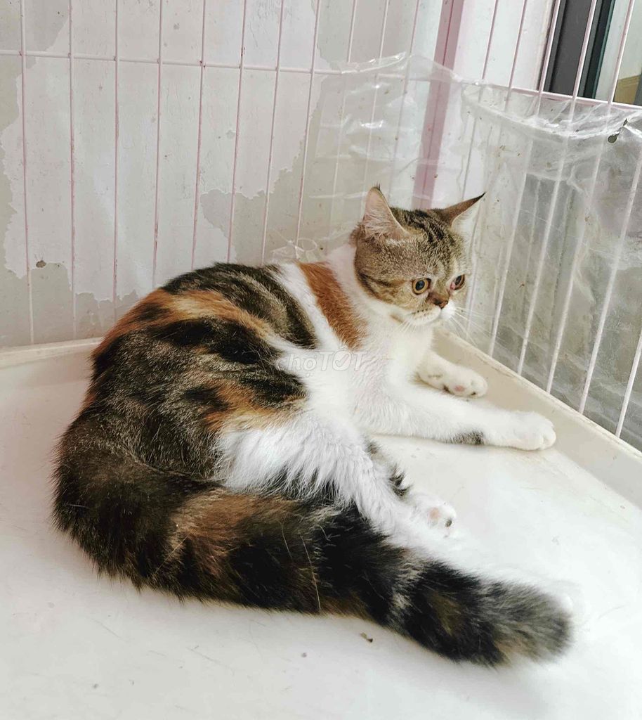 Mèo Exotic Tam thể - cái đang gào đực. Mua bán Mèo tại Thành phố Thủ Đức Tp Hồ Chí Minh được đăng bởi My Nguyễn hình 1