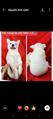 Chihuahua corgi phốc sóc lai Giá trên hình ạ