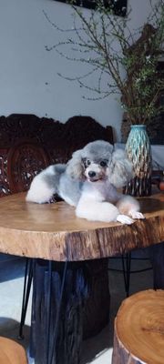 Phối giống chó poodle màu bò xám. Mua bán Phụ kiện, Thức ăn, Dịch vụ tại Quận Gò Vấp Tp Hồ Chí Minh được đăng bởi quang
