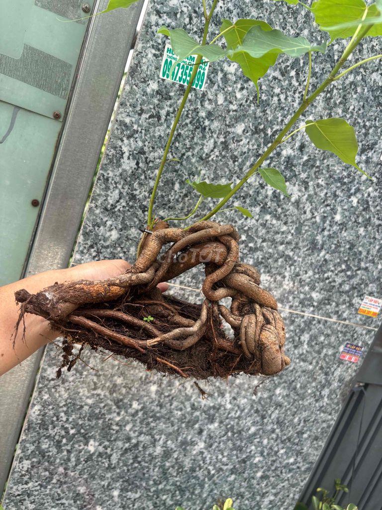 Cây cảnh Bonsai Phôi Cây đề. Mua bán Cây cảnh, đồ trang trí tại Quận Bình Tân Tp Hồ Chí Minh được đăng bởi Thuận Phát hình 1