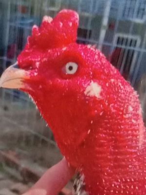 Gà Đòn lớn ký bự khủng có 11 con. Mua bán Gà tại Huyện Bình Chánh Tp Hồ Chí Minh được đăng bởi Hùng