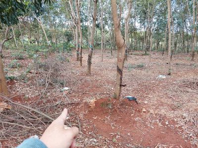 Đất mặt nhựa kẹt tiền cần bán gấp. Mua bán đất tại Huyện Bù Đăng Bình Phước được đăng bởi Le anh dung