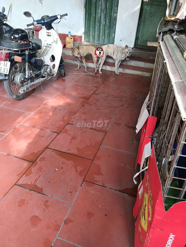 Chó Phú Quốc đực. Mua bán Chó tại Huyện Quốc Oai Hà Nội được đăng bởi chí phèo hình 1
