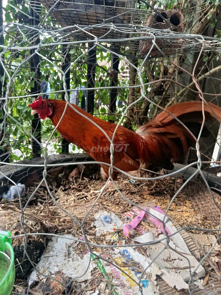 Gà tre 1.4kg trống 9 tháng. Mua bán Gà tại Huyện Trảng Bom Đồng Nai được đăng bởi Đồng hình 1