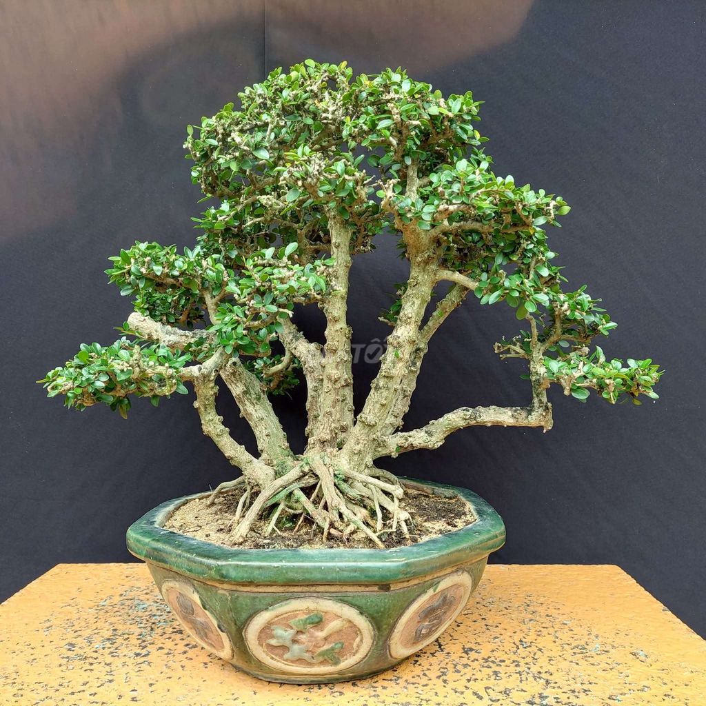 Cây cảnh Sam bông Bonsai 43cm. Mua bán Cây cảnh, đồ trang trí tại Thành phố Thủ Đức Tp Hồ Chí Minh được đăng bởi Trần Xuân Dương hình 1