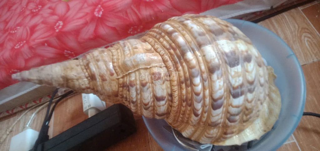 Vỏ ốc Hoàng hậu Nâu, Trắng. Mua bán Đồ sưu tầm, đồ cổ tại Thành phố Long Xuyên An Giang được đăng bởi Duyên Lê Thịnh hình 1