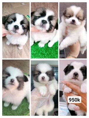 chó pom f1 mini, 62 ngày. Mua bán Chó tại Quận Tân Phú Tp Hồ Chí Minh được đăng bởi Minh nguyễn 