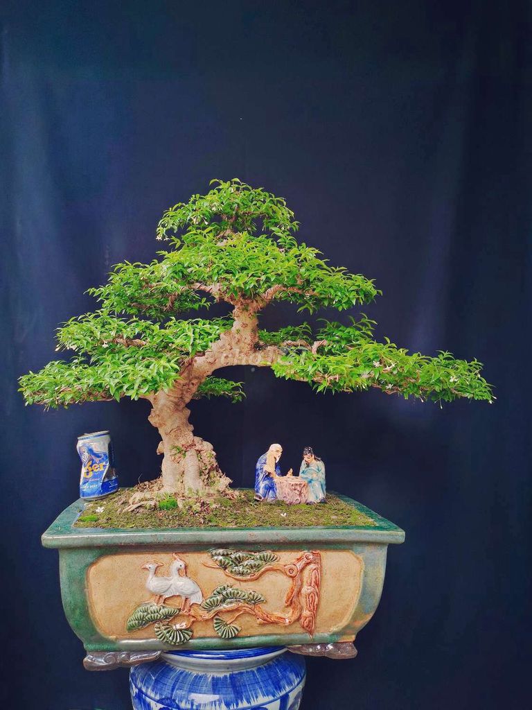 Cây Mai Chiếu Thủy bonsai cao 65cm