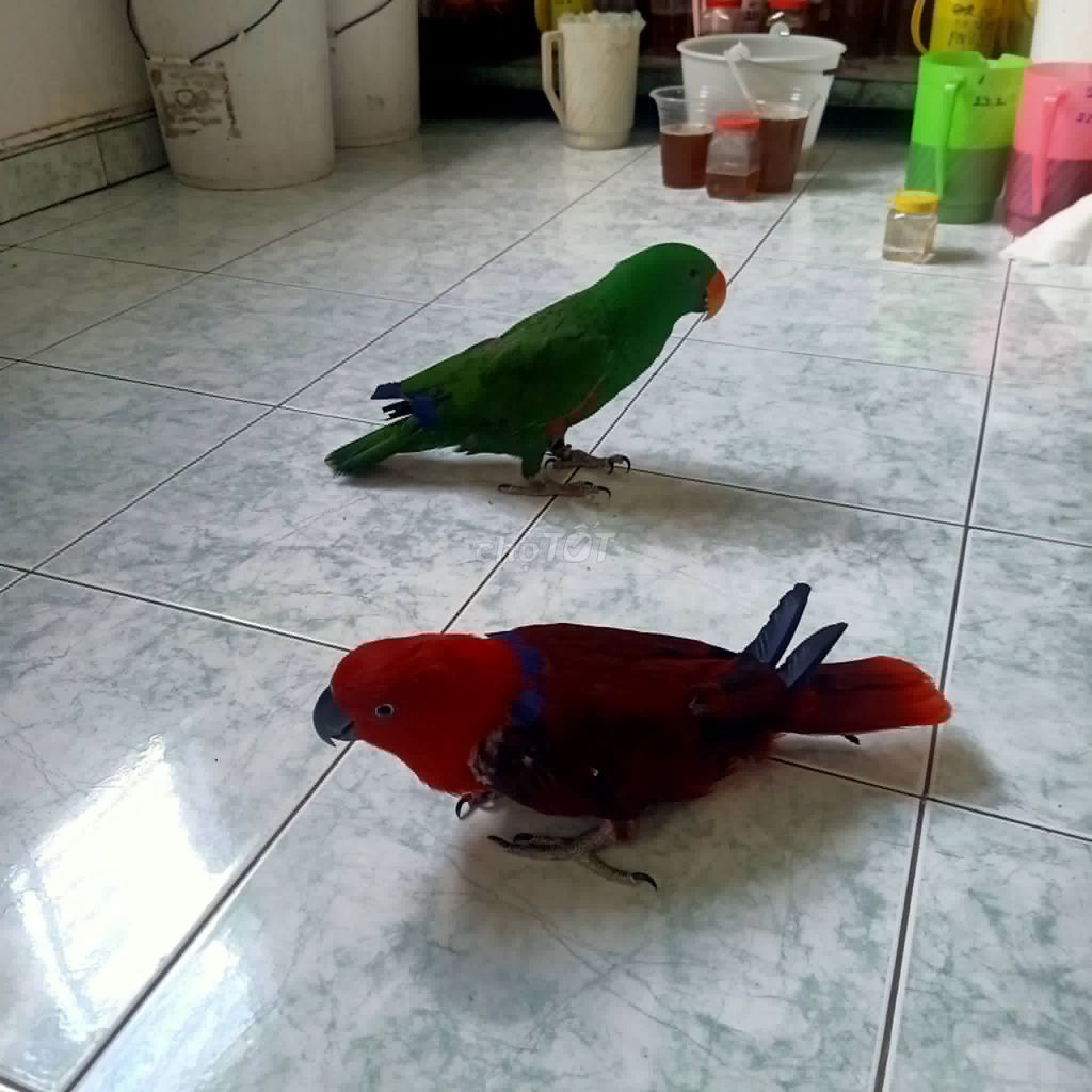 ECLECTUS SINH SẢN. Mua bán Chim tại Huyện Bình Chánh Tp Hồ Chí Minh được đăng bởi Linh Nguyen hình 1