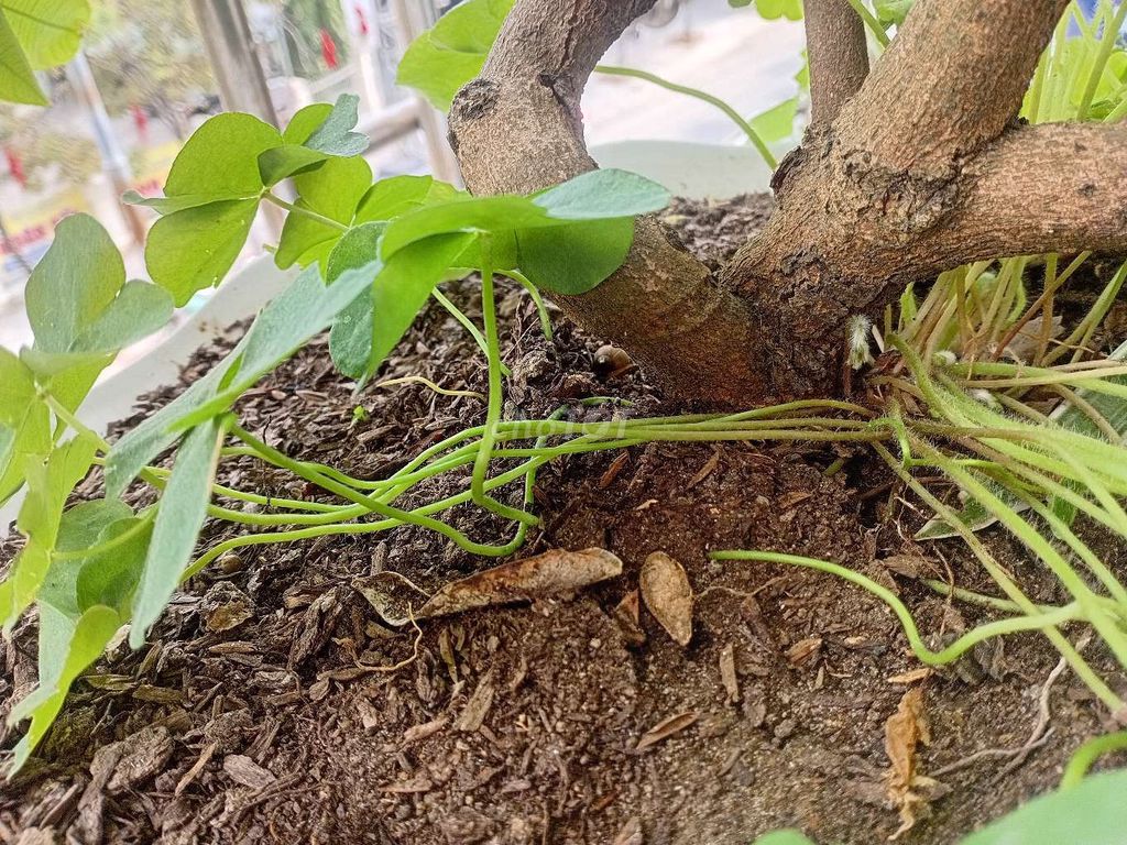 Cây cảnh Mai hồng diệp mini. Mua bán Cây cảnh, đồ trang trí tại Quận Sơn Trà Đà Nẵng được đăng bởi Nguyễn Duy Thịnh hình 1