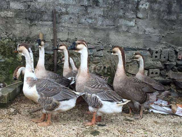 Ngỗng sư tử Nâu, trắng Khỏe mạnh. Mua bán Đồ chuyên dụng, Giống nuôi trồng tại Thành phố Buôn Ma Thuột Đắk Lắk được đăng bởi online các mặt hàng  hình 1