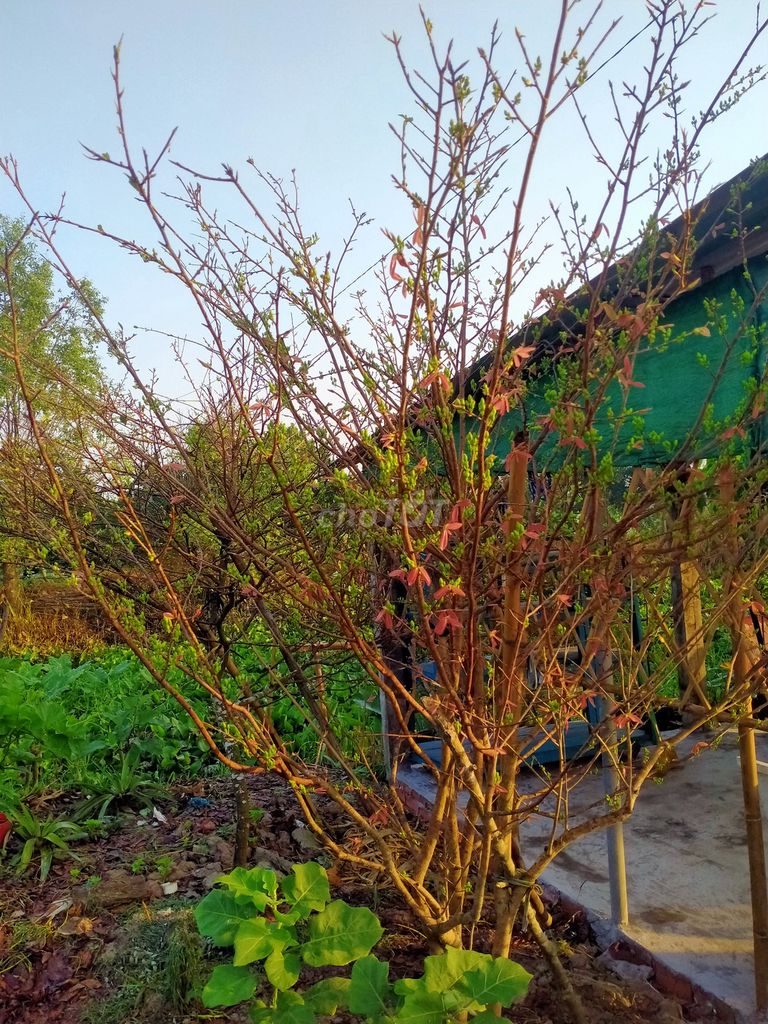 Cây mai. Mua bán Cây cảnh, đồ trang trí tại Huyện Bình Tân Vĩnh Long được đăng bởi Hoàng Sơn hình 1