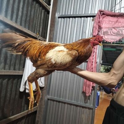 Khét Việt Lai. Mua bán Gà tại Huyện Chợ Mới An Giang được đăng bởi Phan Văn Thắng