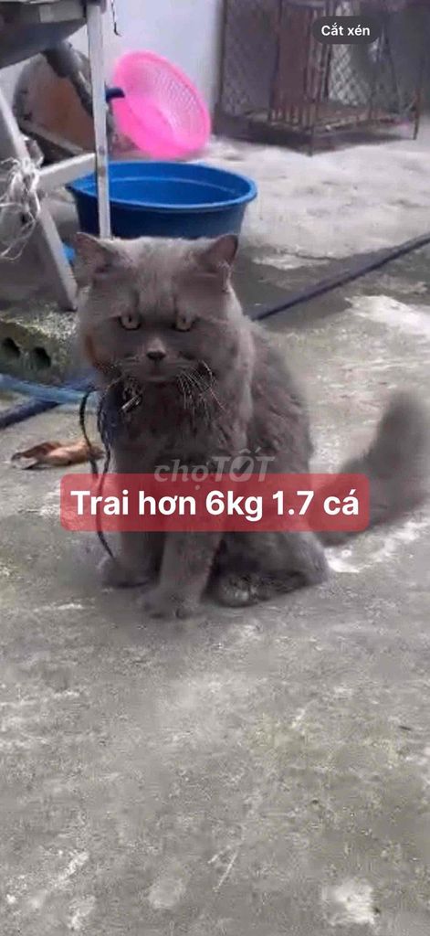 Mèo Cái  duc chân ngắn dài. Mua bán Mèo tại Huyện Củ Chi Tp Hồ Chí Minh được đăng bởi Lan Hoang hình 1