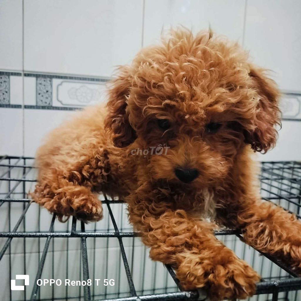 Poodle tìm về nhà mới con cái