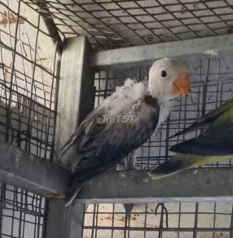 lovebird non . Mua bán Chim tại Huyện Hóc Môn Tp Hồ Chí Minh được đăng bởi Trường Trần hình 1