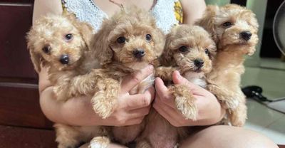 Chó poodle nhà đẻ. Mua bán Chó tại Quận Long Biên Hà Nội được đăng bởi Vinh âu