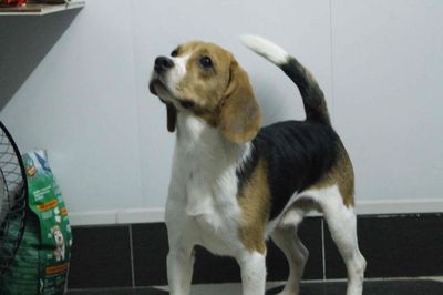 Chó Beagle Tam thể Đực/Cái