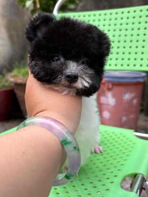 Poodle bò sữa Tai gấu 7 lạng