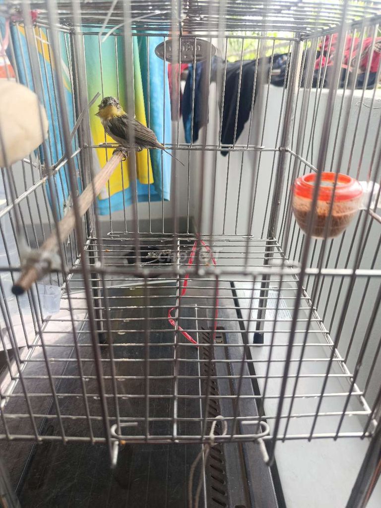 Chim khuyên . Mua bán Chim tại Huyện Văn Giang Hưng Yên được đăng bởi quang tien hình 1
