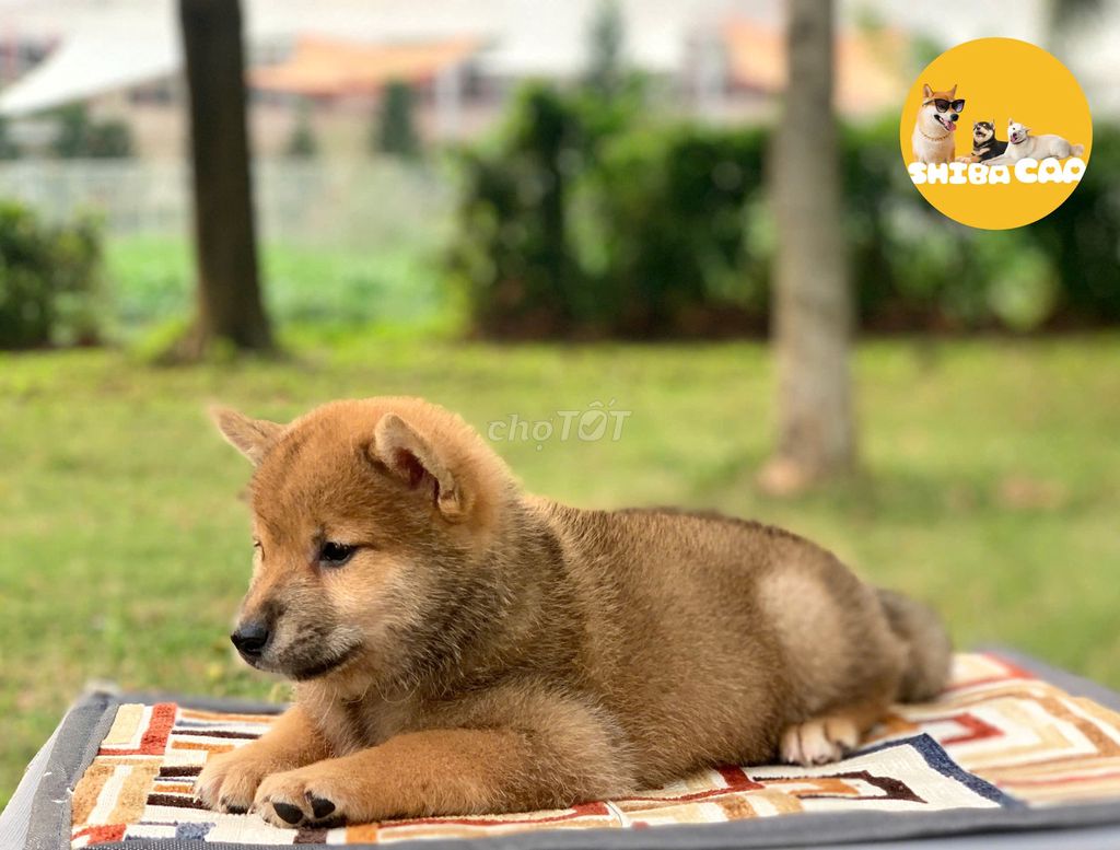 Chó Shiba Inu VKA thuần chủng đã tiêm. Mua bán Chó tại Quận 7 Tp Hồ Chí Minh được đăng bởi Duy Anh hình 1