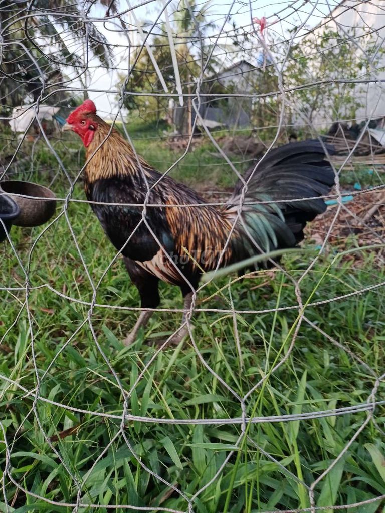 chuối đen. Mua bán Gà tại Huyện Thới Lai Cần Thơ được đăng bởi Gấu hình 1