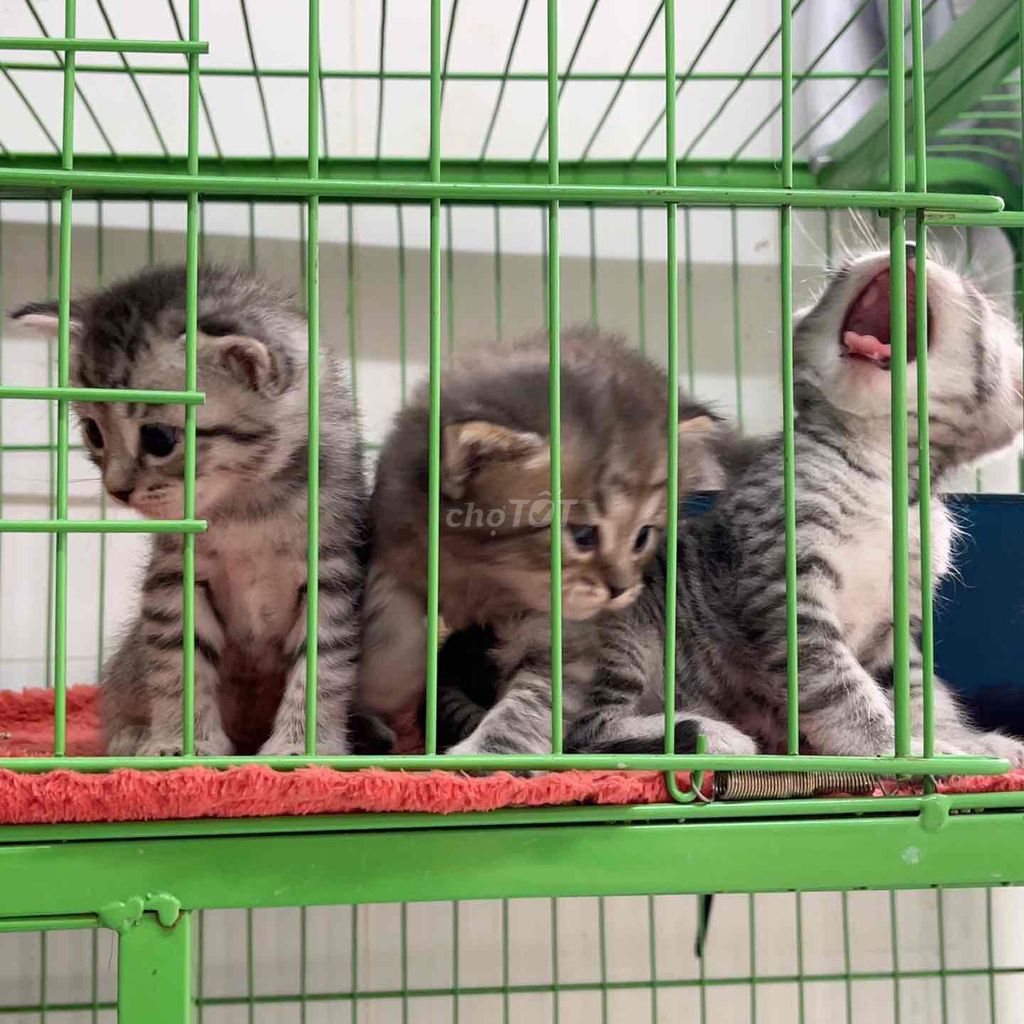 Mèo Anh lông dài lai Tabby. Mua bán Mèo tại Huyện Hóc Môn Tp Hồ Chí Minh được đăng bởi Huyền Thanh hình 1