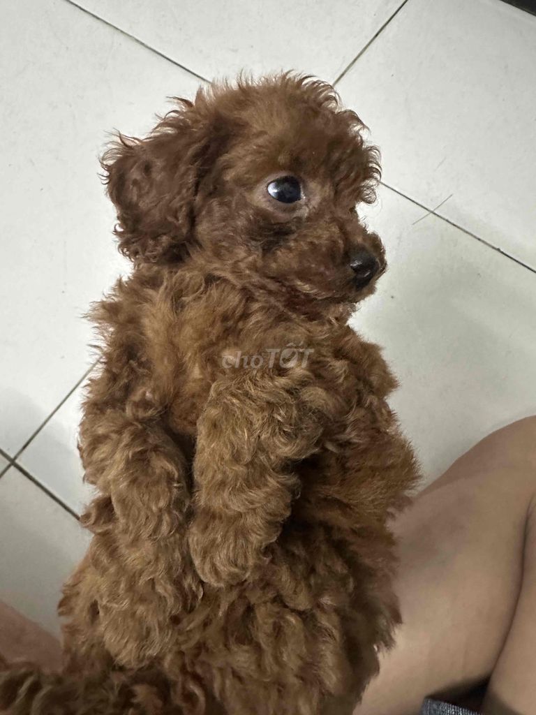 chó poodle vs phốc sóc. Mua bán Chó tại Thành phố Dĩ An Bình Dương được đăng bởi jing đạt hình 1