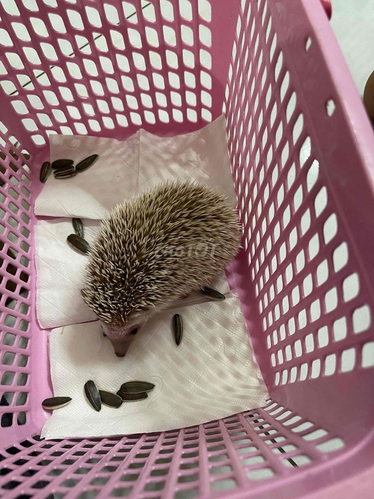 Nhím cảnh cái. Mua bán Thú cưng khác tại Thành phố Thủ Đức Tp Hồ Chí Minh được đăng bởi nn hình 1