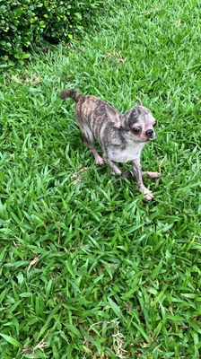 Chó chihuahua đực vện