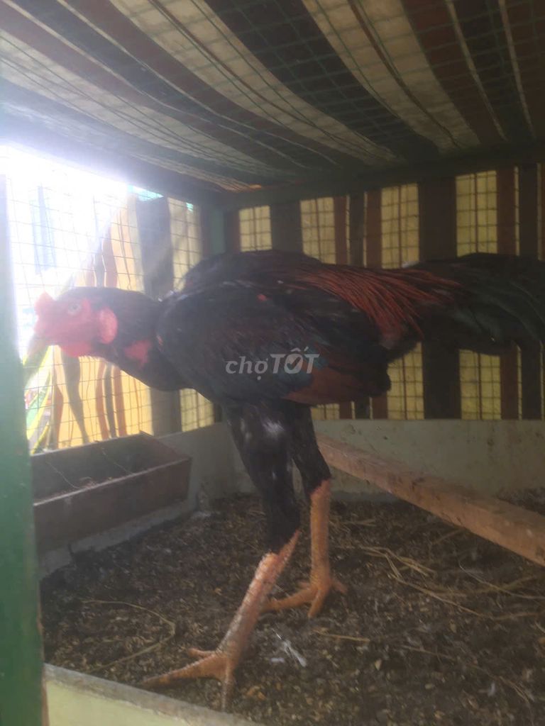 Bán gà đòn trống tơ