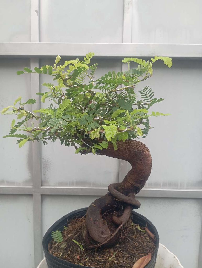 Cây me ngọt gọng C . Mua bán Cây cảnh, đồ trang trí tại Huyện Củ Chi Tp Hồ Chí Minh được đăng bởi Cây kiểng giá rẻ LT1 hình 1