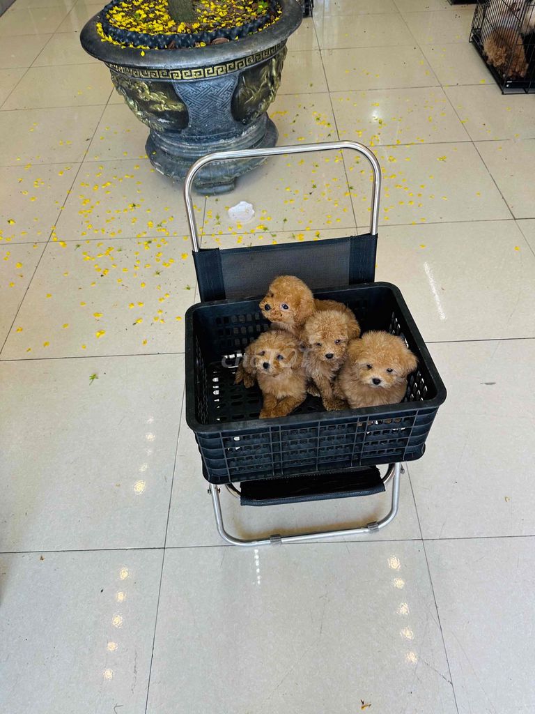 Chó Poodle con non thuần chủng. Mua bán Chó tại Quận Cẩm Lệ Đà Nẵng được đăng bởi Nguyễn Hữu Anh Vũ hình 1