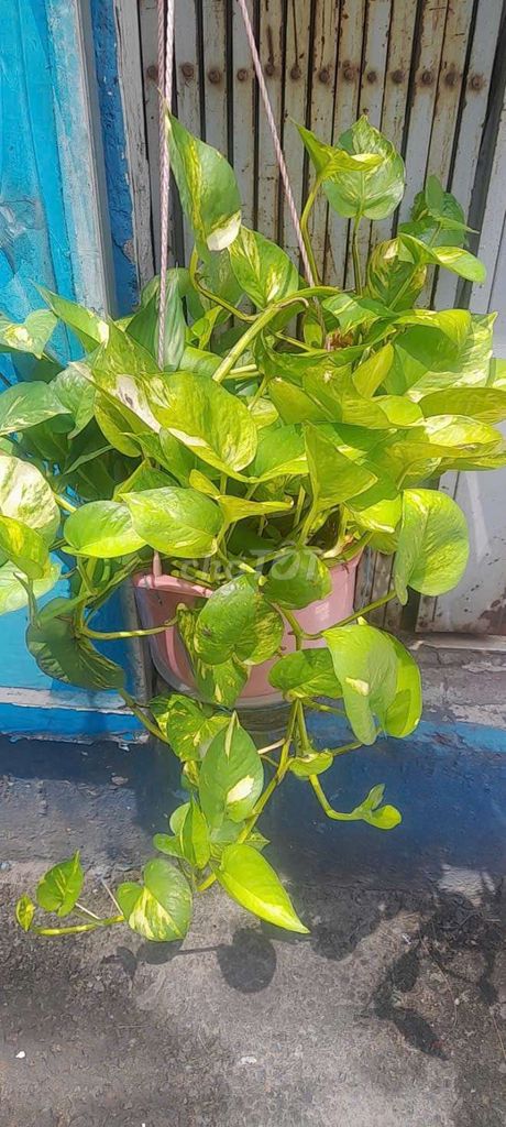Trầu bà Xanh lá lọc không khí. Mua bán Cây cảnh, đồ trang trí tại Quận 12 Tp Hồ Chí Minh được đăng bởi Vu thị hoang dung hình 1