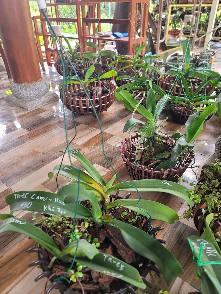 Thanh lý NHƯ CHO 20 cây Ngọc Điểm vùng miền. Mua bán Cây cảnh, đồ trang trí tại Huyện Chơn Thành Bình Phước được đăng bởi  Độc Đẹp Hiếm PND hình 1