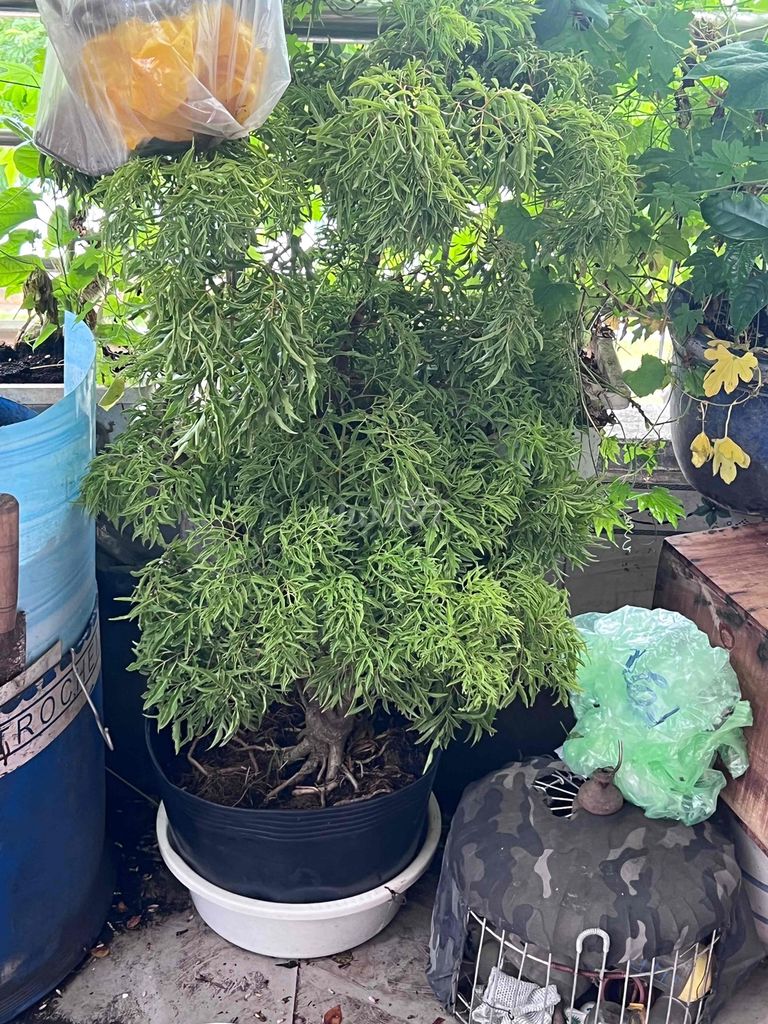 Cây Đinh lăng xanh cao 1.2 mét. Mua bán Cây cảnh, đồ trang trí tại Quận 6 Tp Hồ Chí Minh được đăng bởi Letuankhang hình 1
