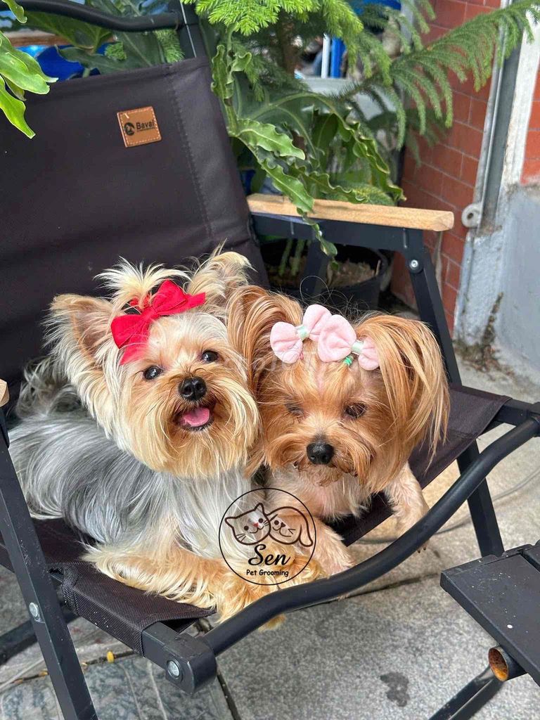 tìm chủ mới cho đàn yorkshire mini. Mua bán Chó tại Quận Hai Bà Trưng Hà Nội được đăng bởi nguyenhung hình 3