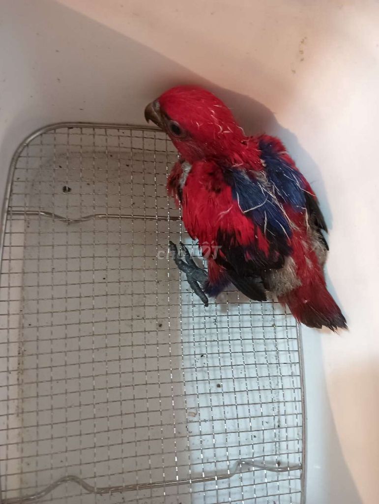 Vẹt red lory gần 3 tháng tuổi