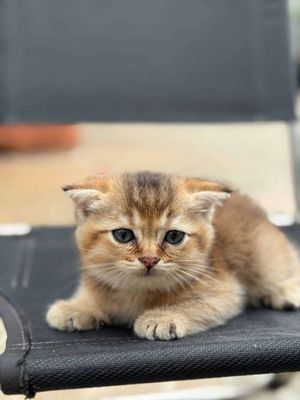 Vũng Tàu Long Thành mèo Anh thuần chủng cá siêu rẻ. Mua bán Mèo tại Thành phố Vũng Tàu Bà Rịa - Vũng Tàu được đăng bởi Miss An