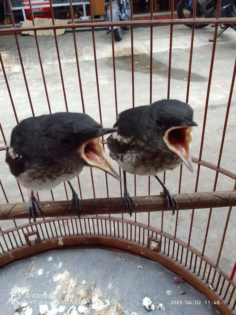 Chim chích chòe than non đen trắng. Mua bán Chim tại Quận 5 Tp Hồ Chí Minh được đăng bởi Tai ca hình 1