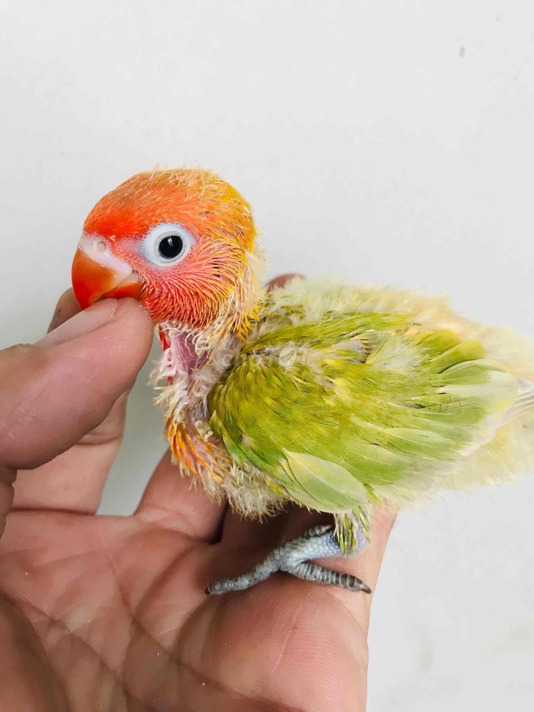 vẹt lovebird