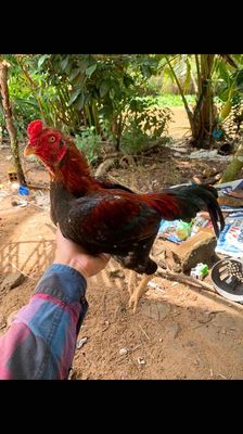 Điều Asil 1 máu, 1650g chuẩn nọc. Mua bán Gà tại Quận Ninh Kiều Cần Thơ được đăng bởi Gà tre