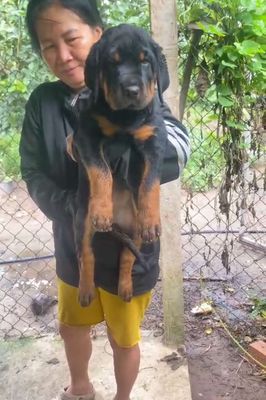 Rottweiler cái cực khủng 