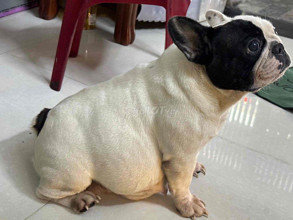 Chó Bull Pháp Đen trắng cả mẹ và con. Mua bán Chó tại Quận Gò Vấp Tp Hồ Chí Minh được đăng bởi Bo lý hình 1