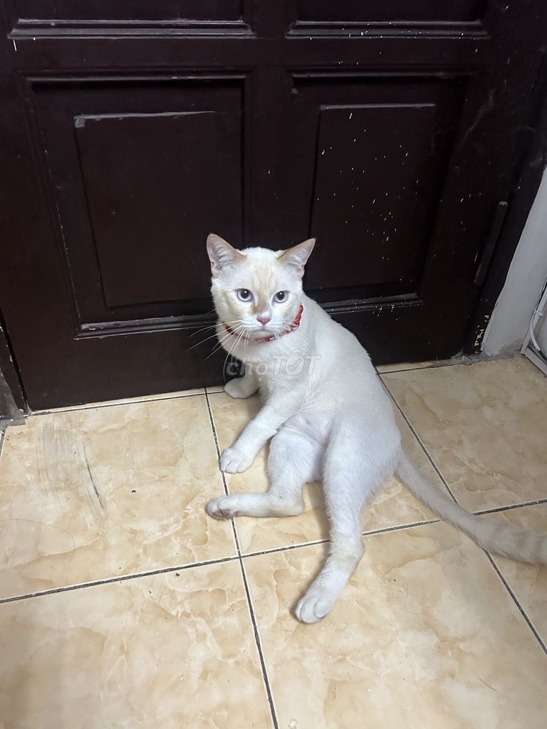 Mèo Xiêm Trắng. Mua bán Mèo tại Quận Tây Hồ Hà Nội được đăng bởi Nguyễn Tuấn hình 1