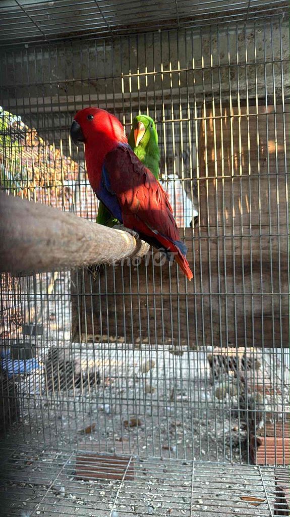 Chim Vẹt Eclectus Đỏ Xanh lá Non. Mua bán Chim tại Quận Tân Bình Tp Hồ Chí Minh được đăng bởi trần quân hình 1